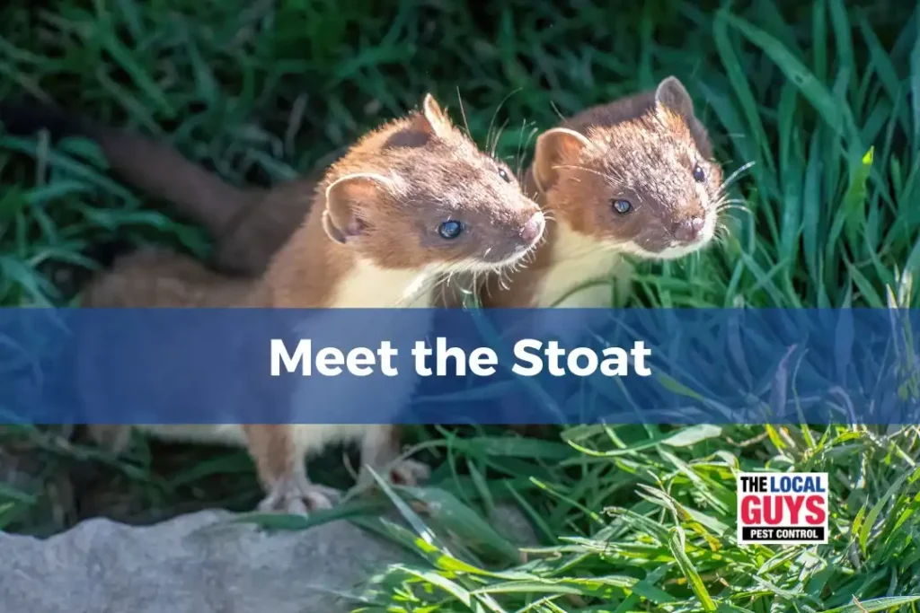 Stoats And Weasels