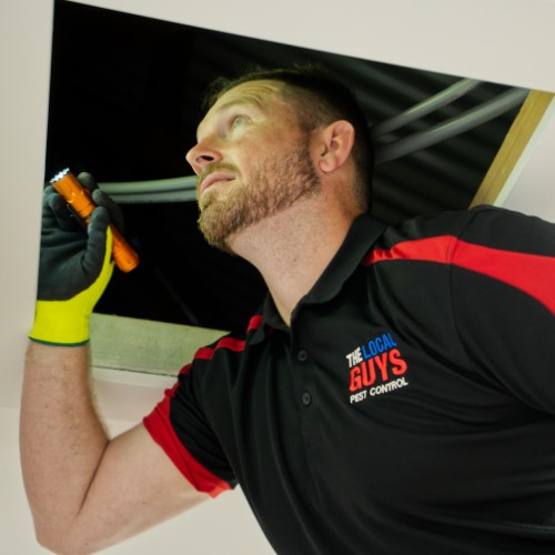Pest Control East Tāmaki | The Local Guys